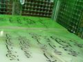 حكايتى از رحلت علامه مجلسى‏